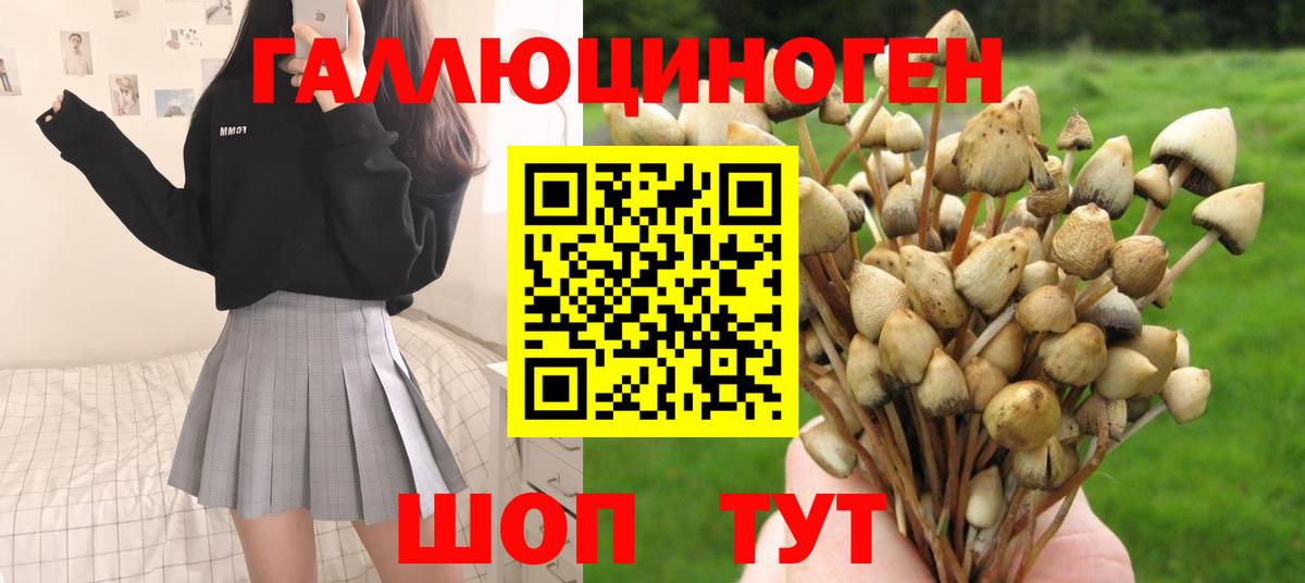 цены наркотик  Псилоцибиновые грибы GOLDEN TEACHER  Вход с VPN  Новокубанск 